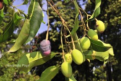 Chionanthus ramiflorus